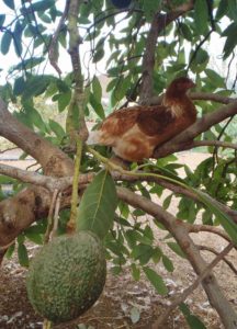 gallinas a vezes duermen en arboles